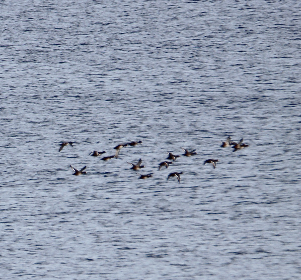 bergand - ML611766082