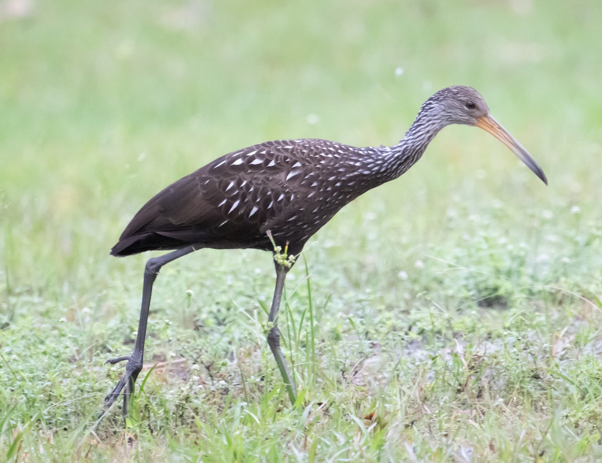 Limpkin - ML611766096