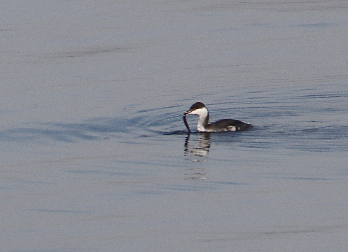 horndykker - ML611766097