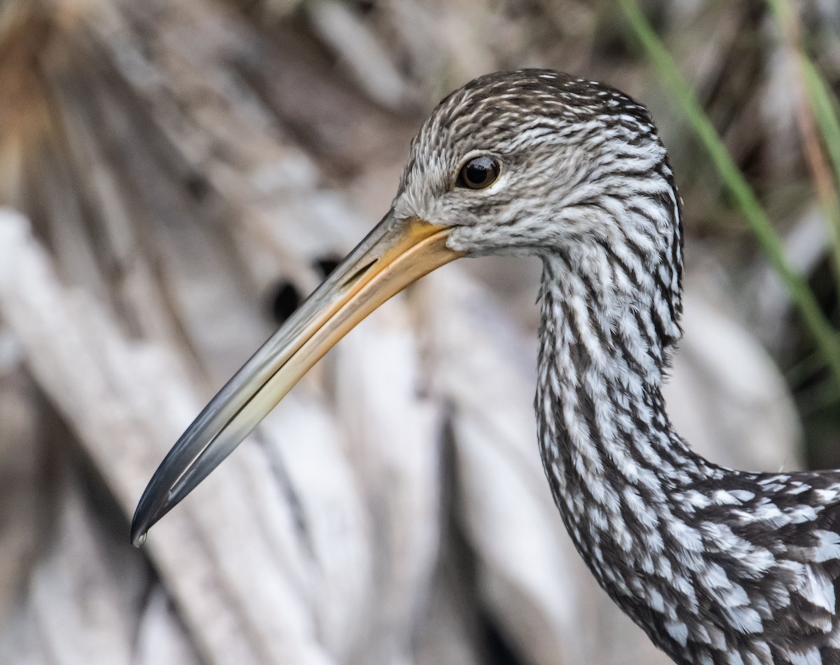 Limpkin - ML611766100