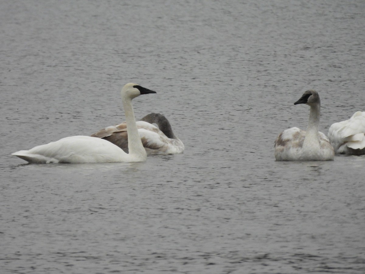 Trumpeter Swan - ML611766119