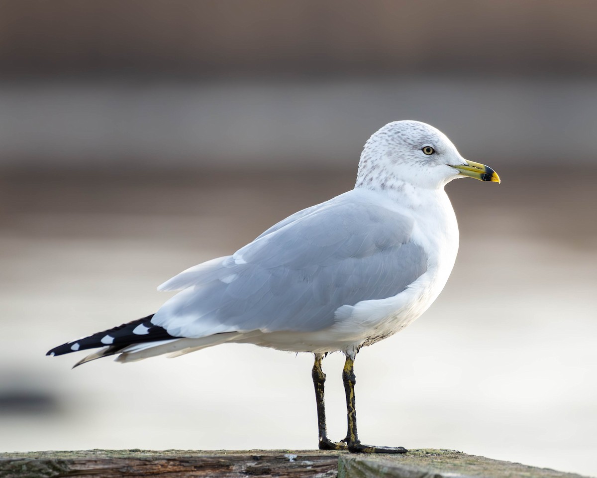 Ring-billed Gull - ML611766128