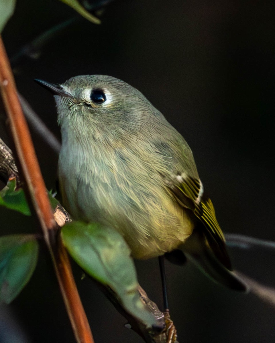 Ruby-crowned Kinglet - Andrew Nasuti