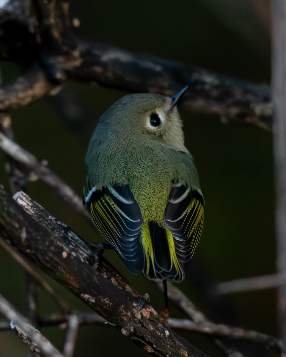 Ruby-crowned Kinglet - Andrew Nasuti