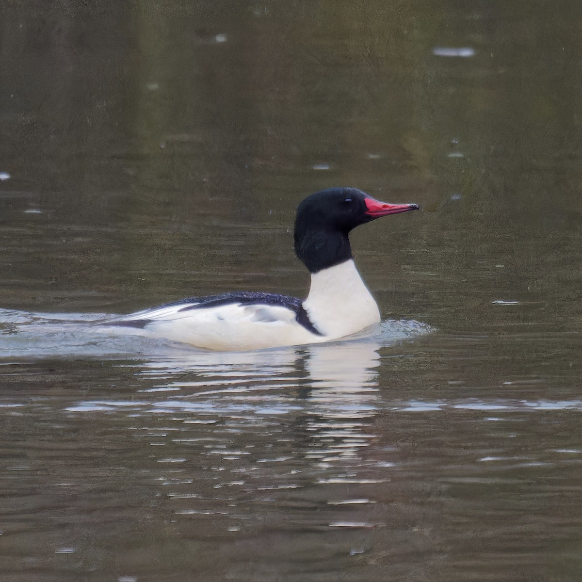 Common Merganser - Derek Stoll