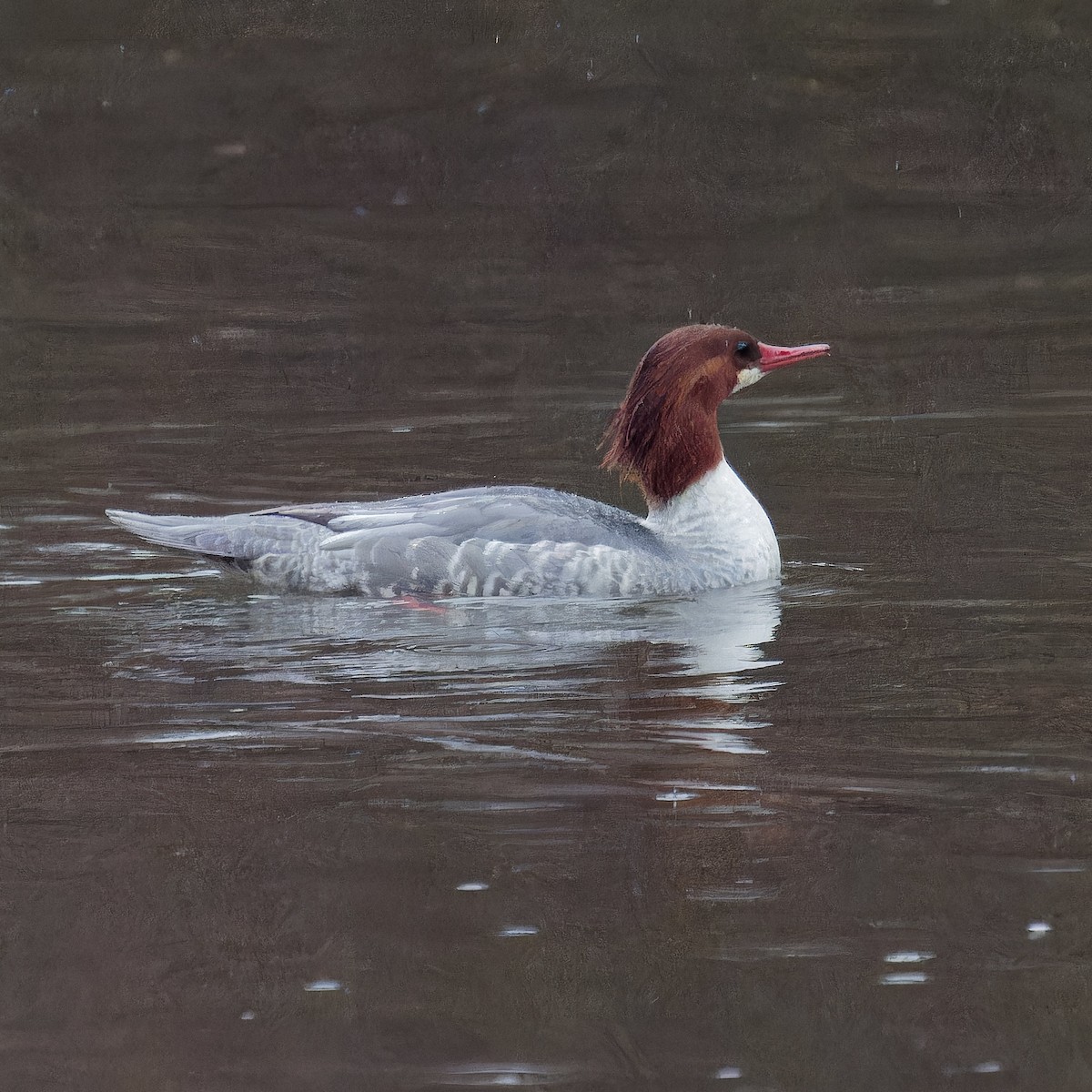 Common Merganser - Derek Stoll