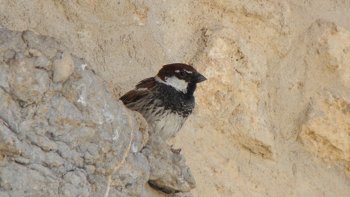 Spanish Sparrow - ML611766355