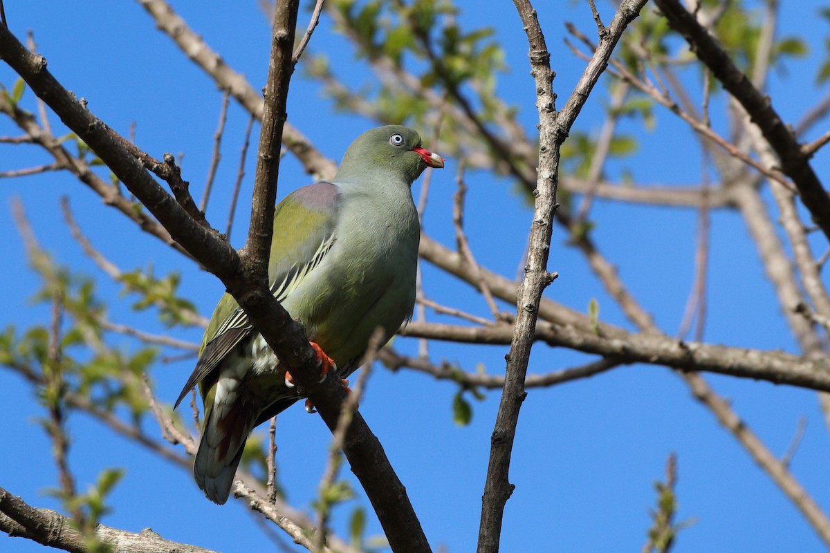 African Green-Pigeon (Gray-breasted) - ML611766371