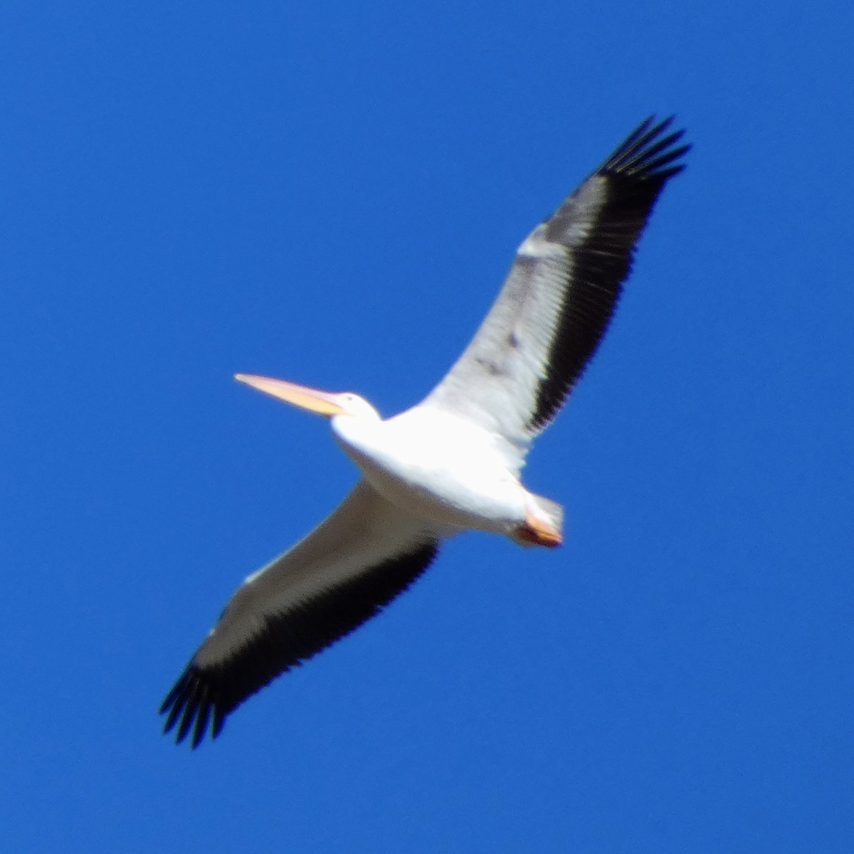pelikán severoamerický - ML611766379