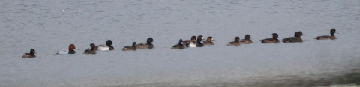 Greater Scaup - ML611766384