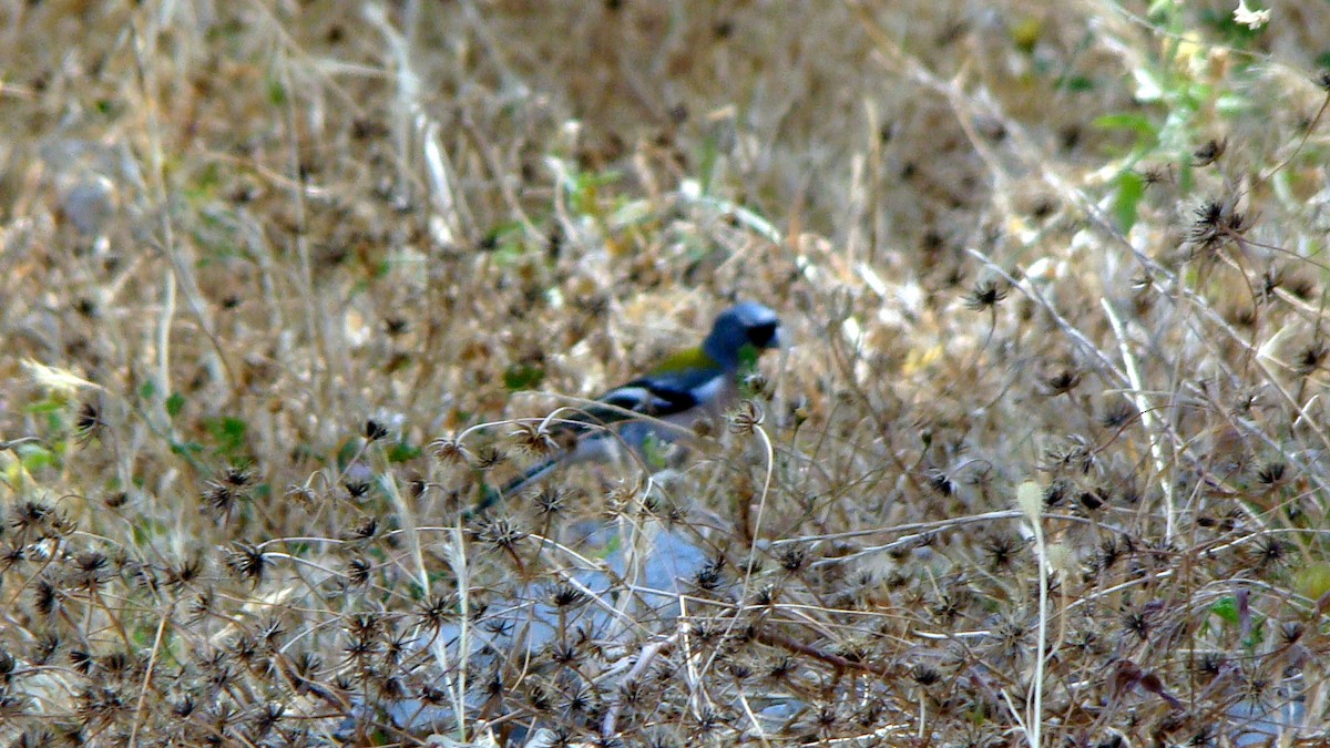 African Chaffinch - ML611766387
