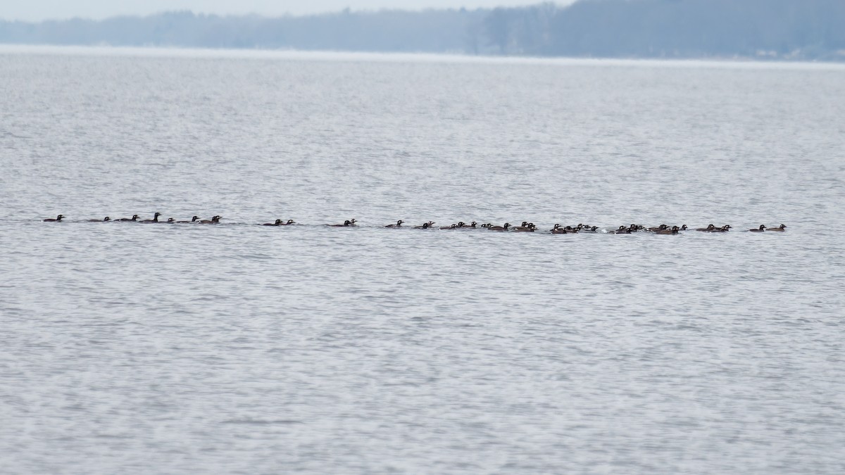 White-winged Scoter - ML611766388