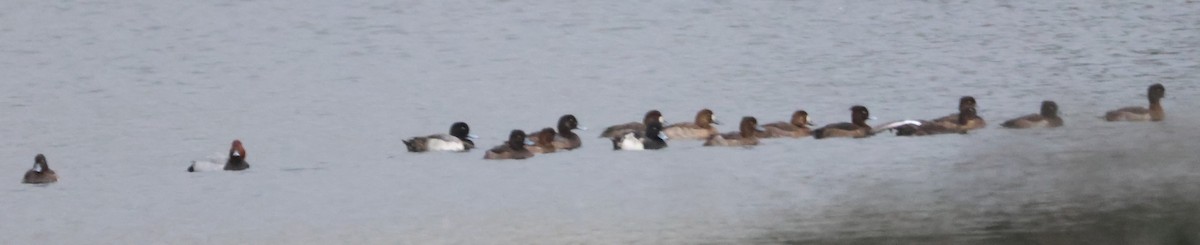 Common Pochard - ML611766396