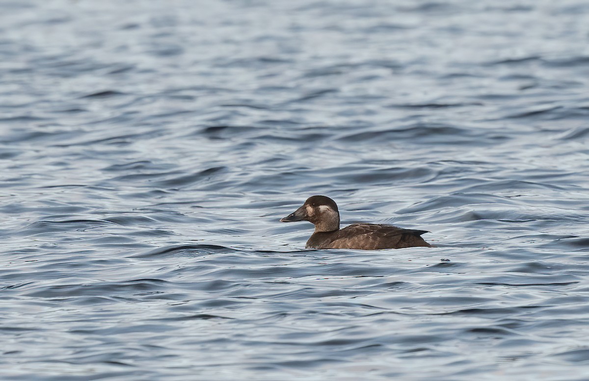 Surf Scoter - ML611766406