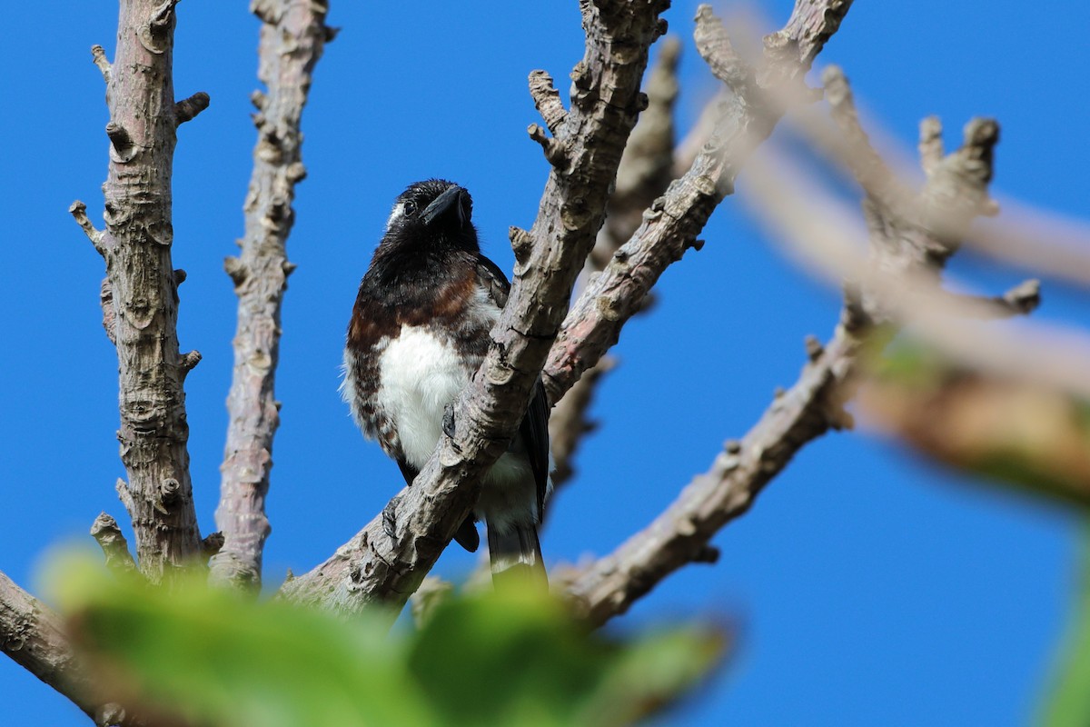 Weißohr-Bartvogel (leucotis/kilimensis) - ML611766479