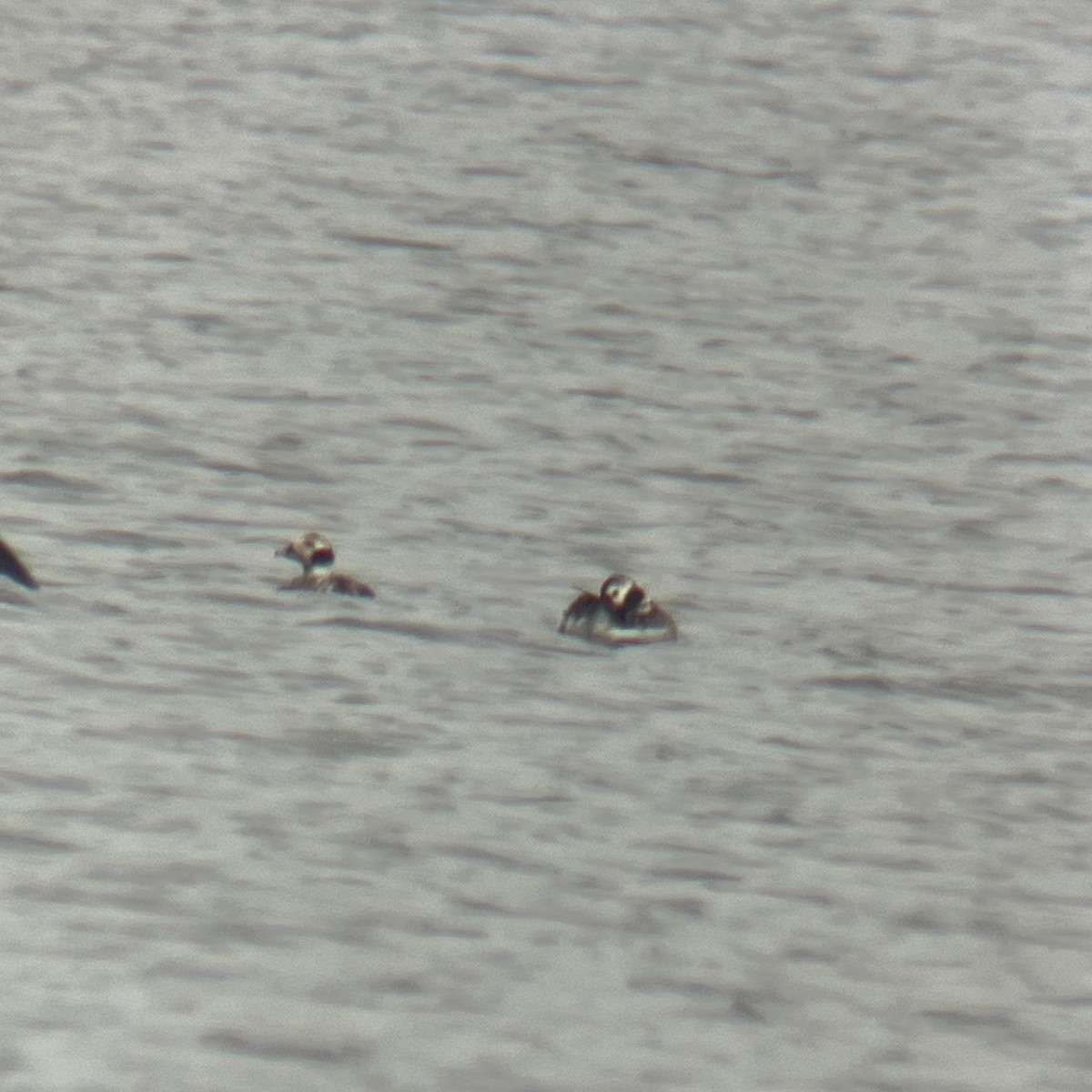 Long-tailed Duck - Derek Stoll