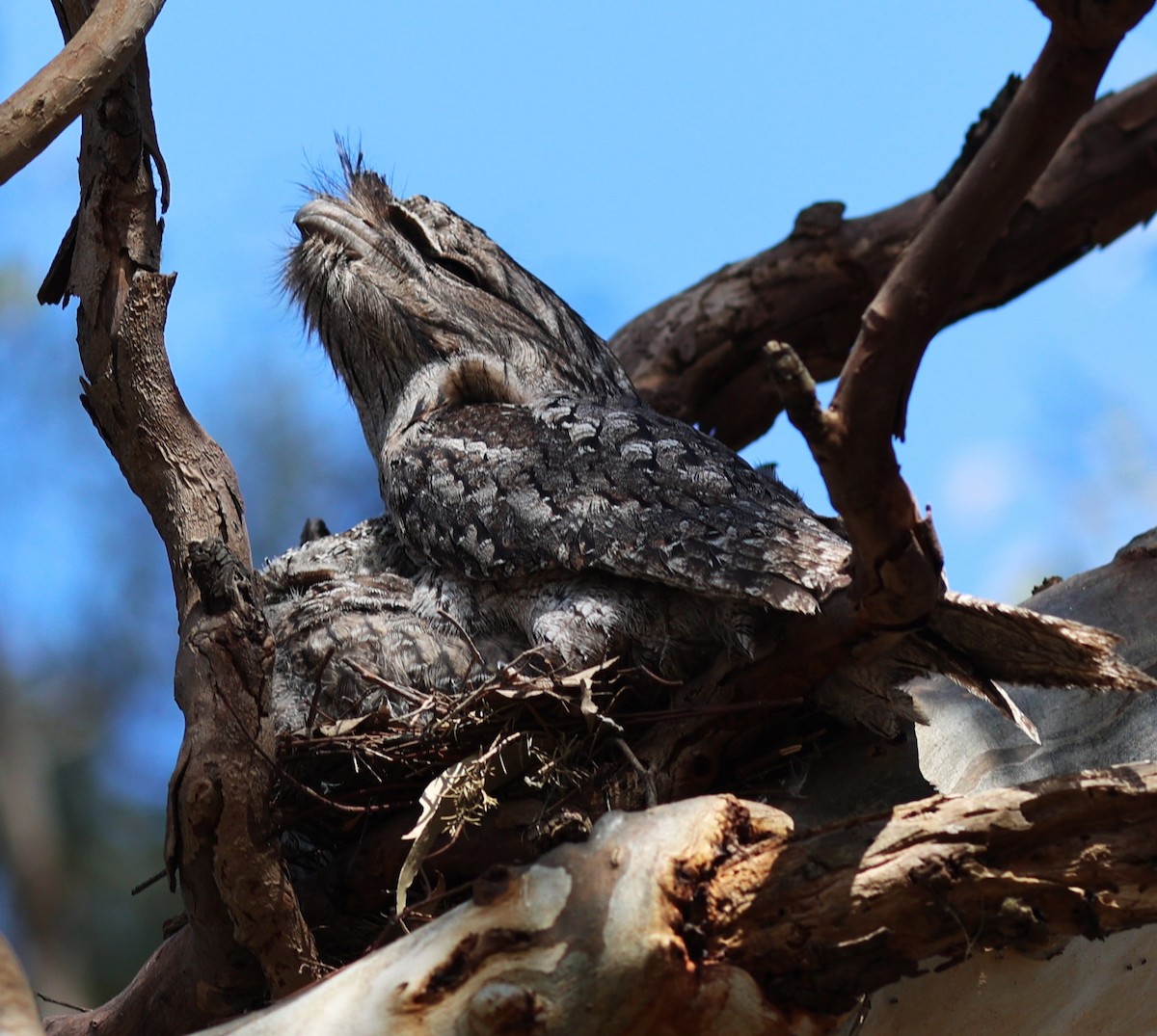 Tawny Frogmouth - ML611766526