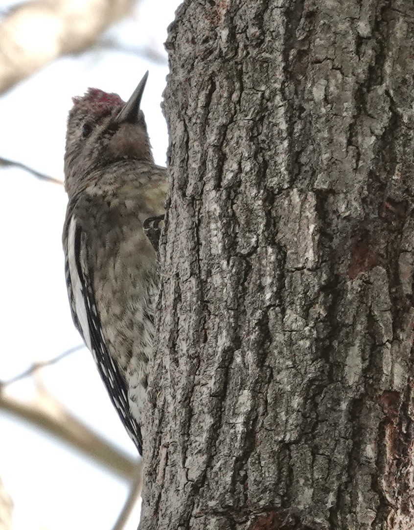 Yellow-bellied Sapsucker - ML611766541