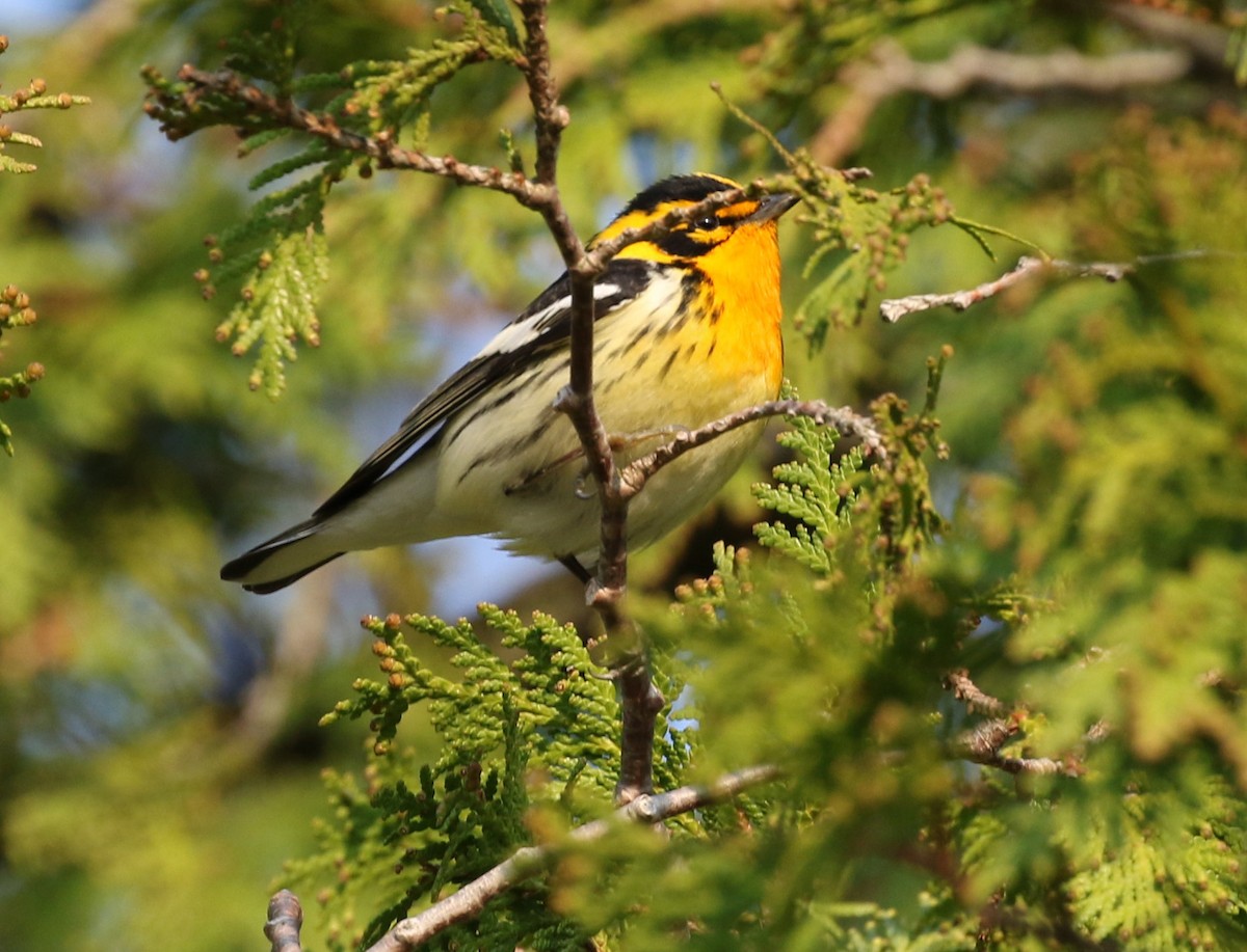 Blackburnian Warbler - ML611766613