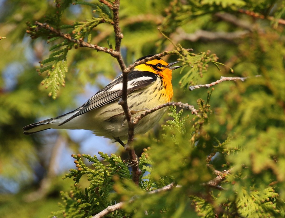 Blackburnian Warbler - ML611766614