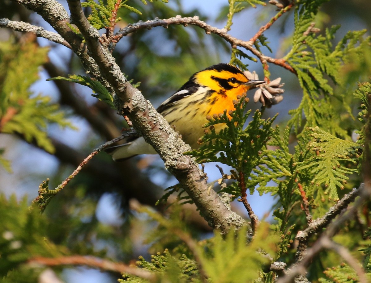 Blackburnian Warbler - ML611766615