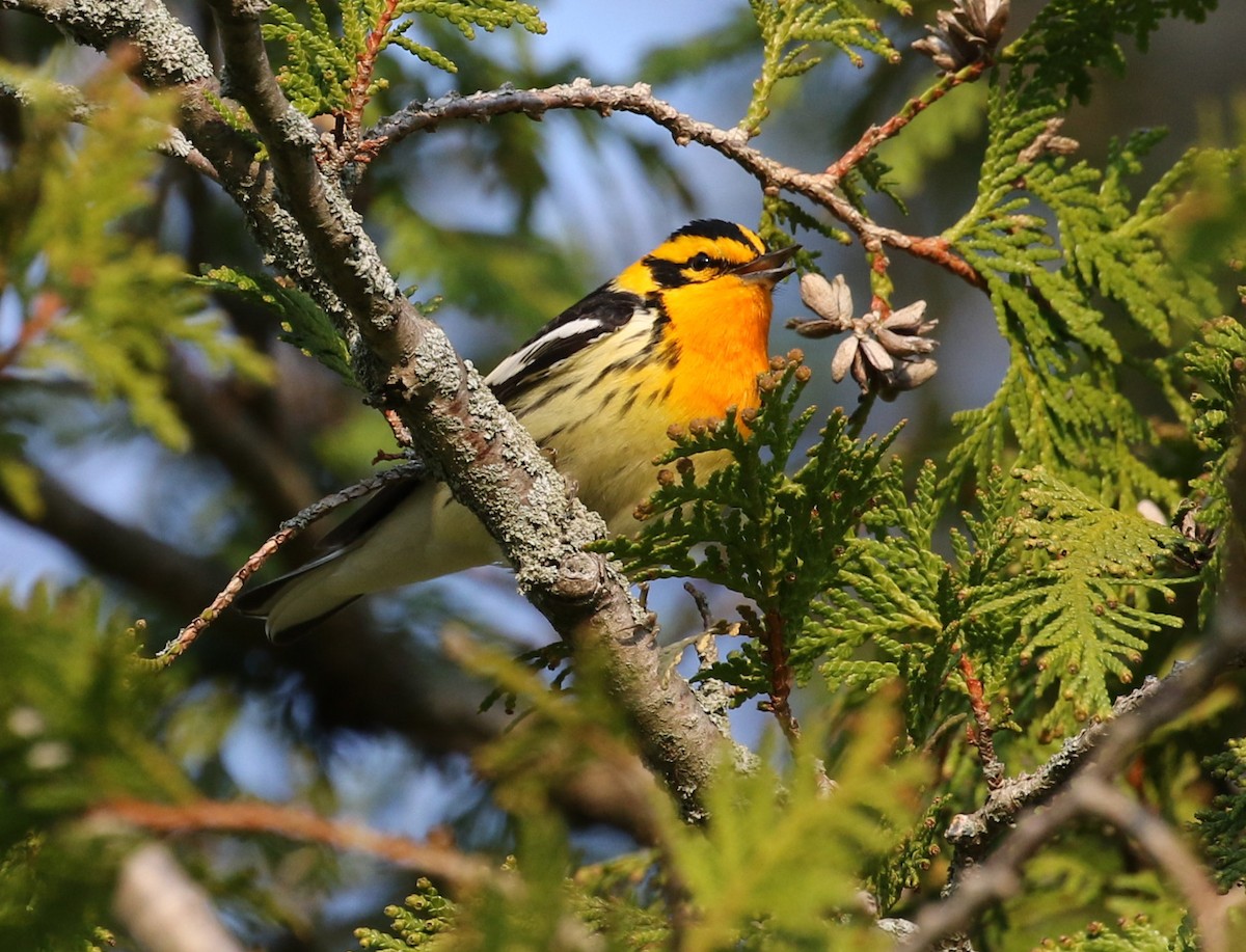 Blackburnian Warbler - ML611766616
