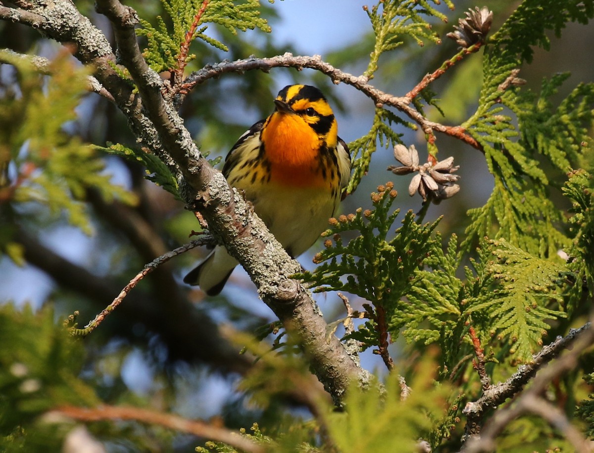 Blackburnian Warbler - ML611766617