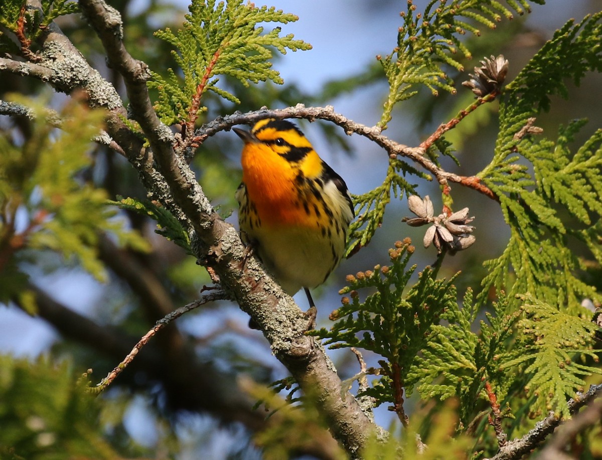 Blackburnian Warbler - ML611766618