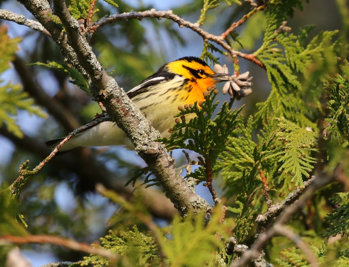 Blackburnian Warbler - ML611766619