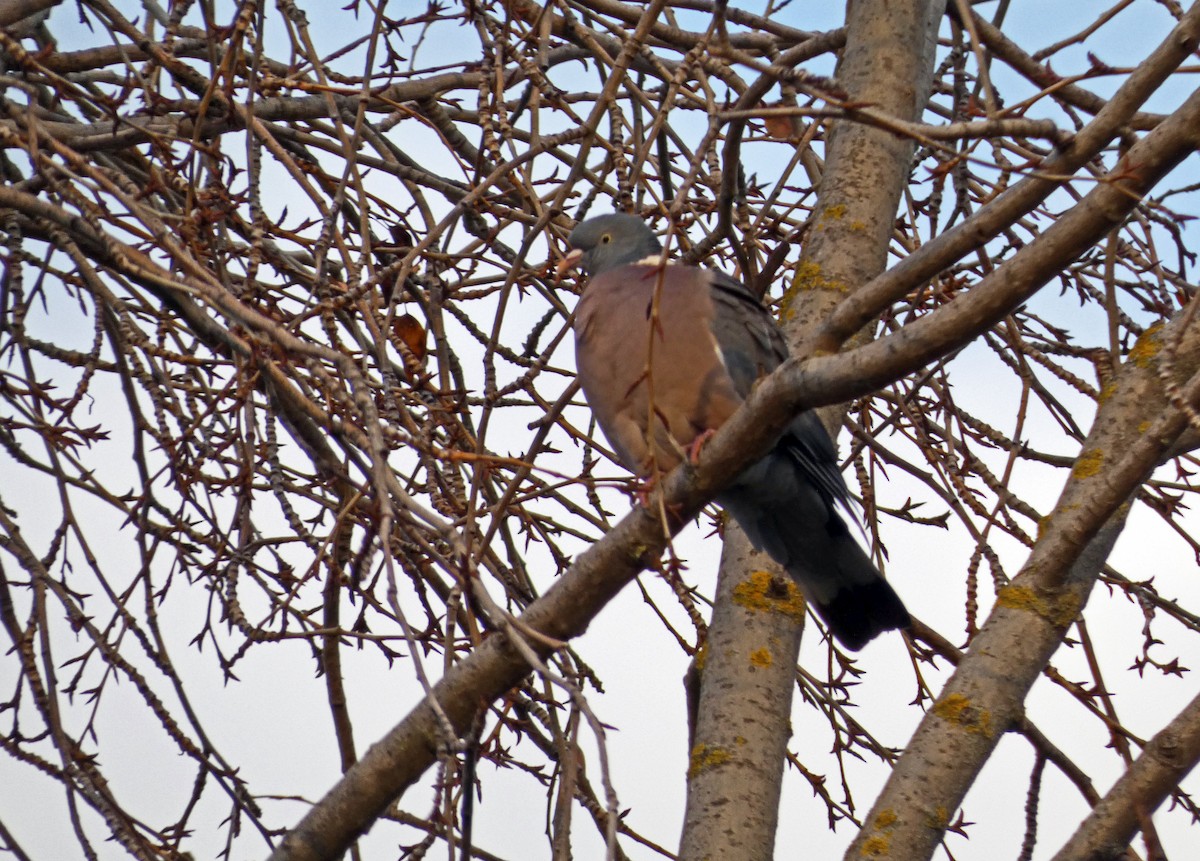Common Wood-Pigeon - ML611766659