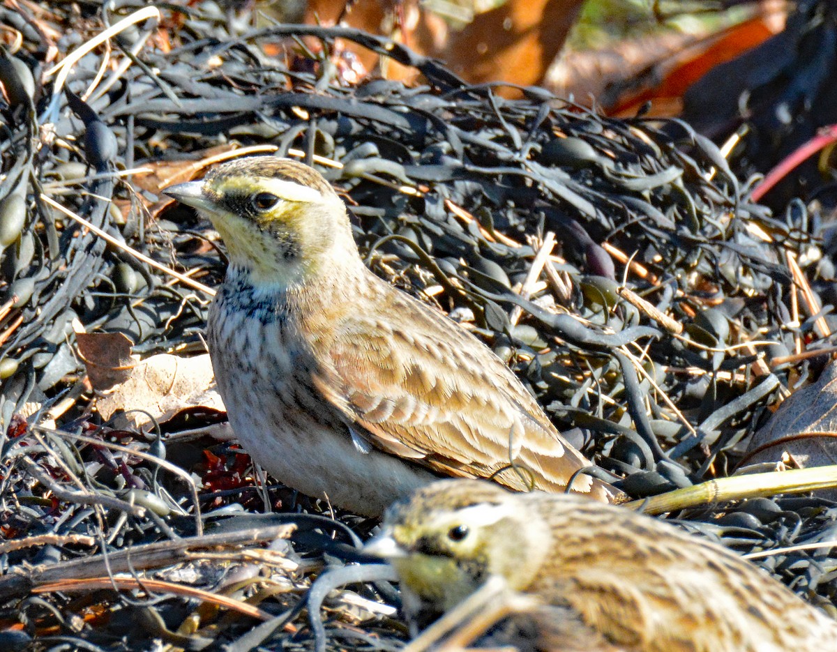 Horned Lark - Michael J Good