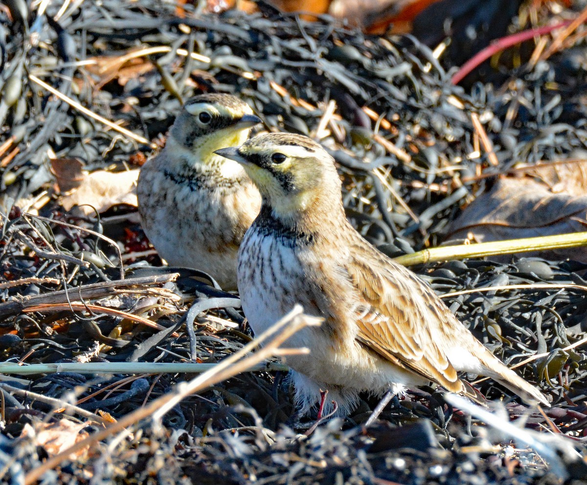 Horned Lark - ML611766669