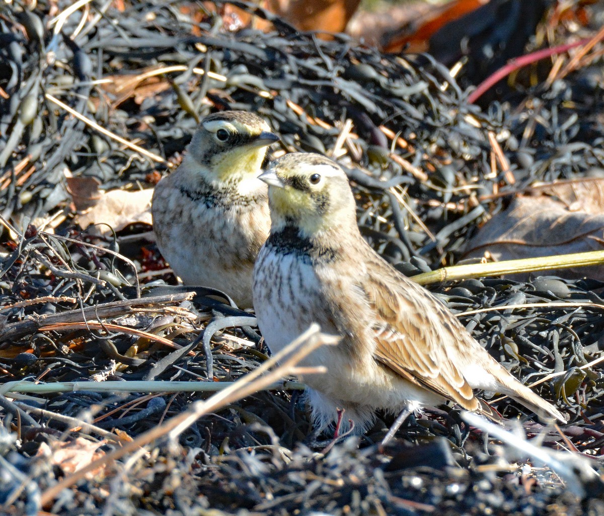 Horned Lark - ML611766670