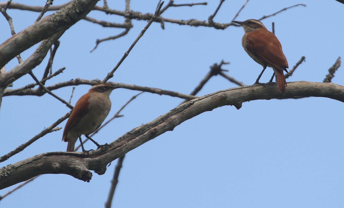 Wing-banded Hornero - Ashley Banwell