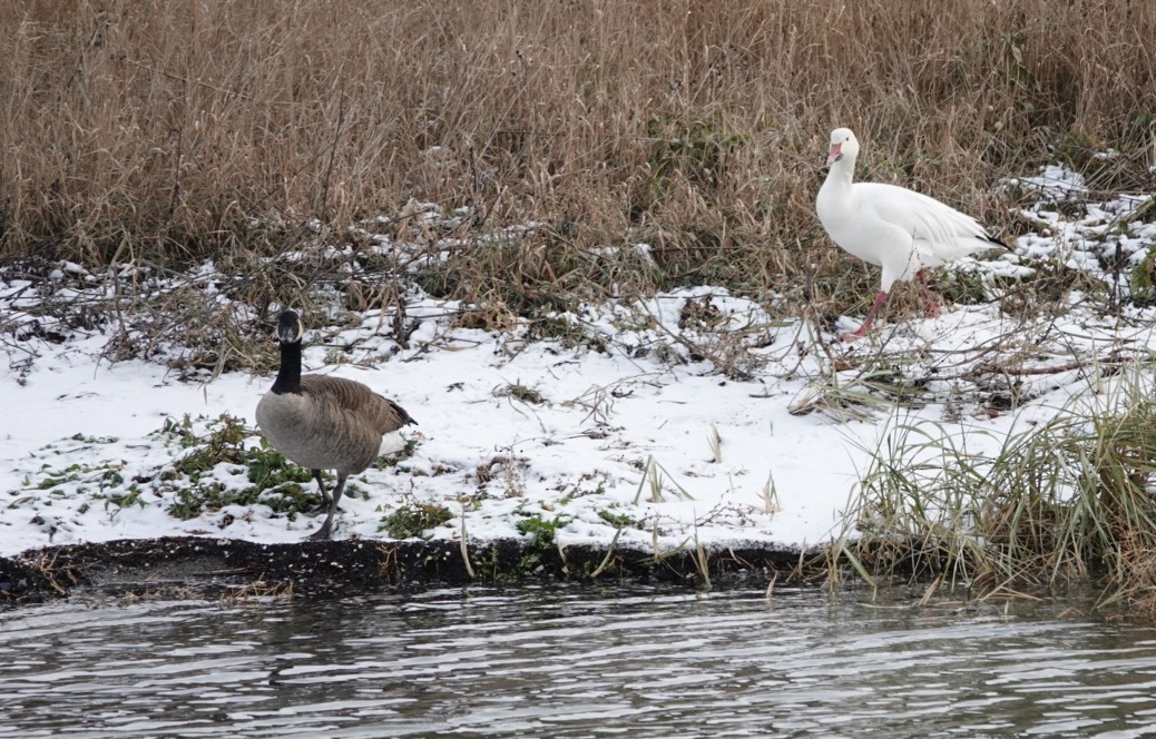 Snow Goose - ML611766700