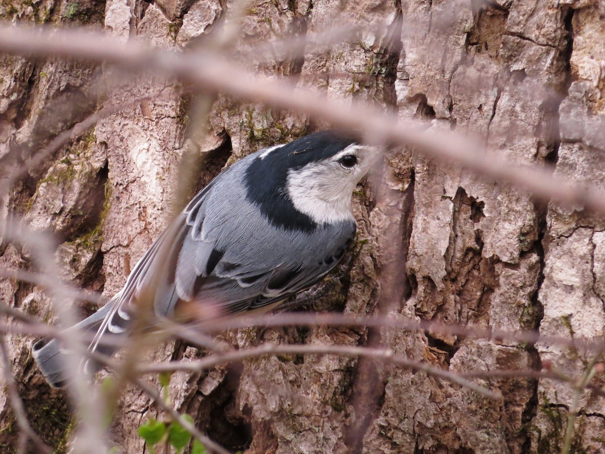 White-breasted Nuthatch - ML611766719