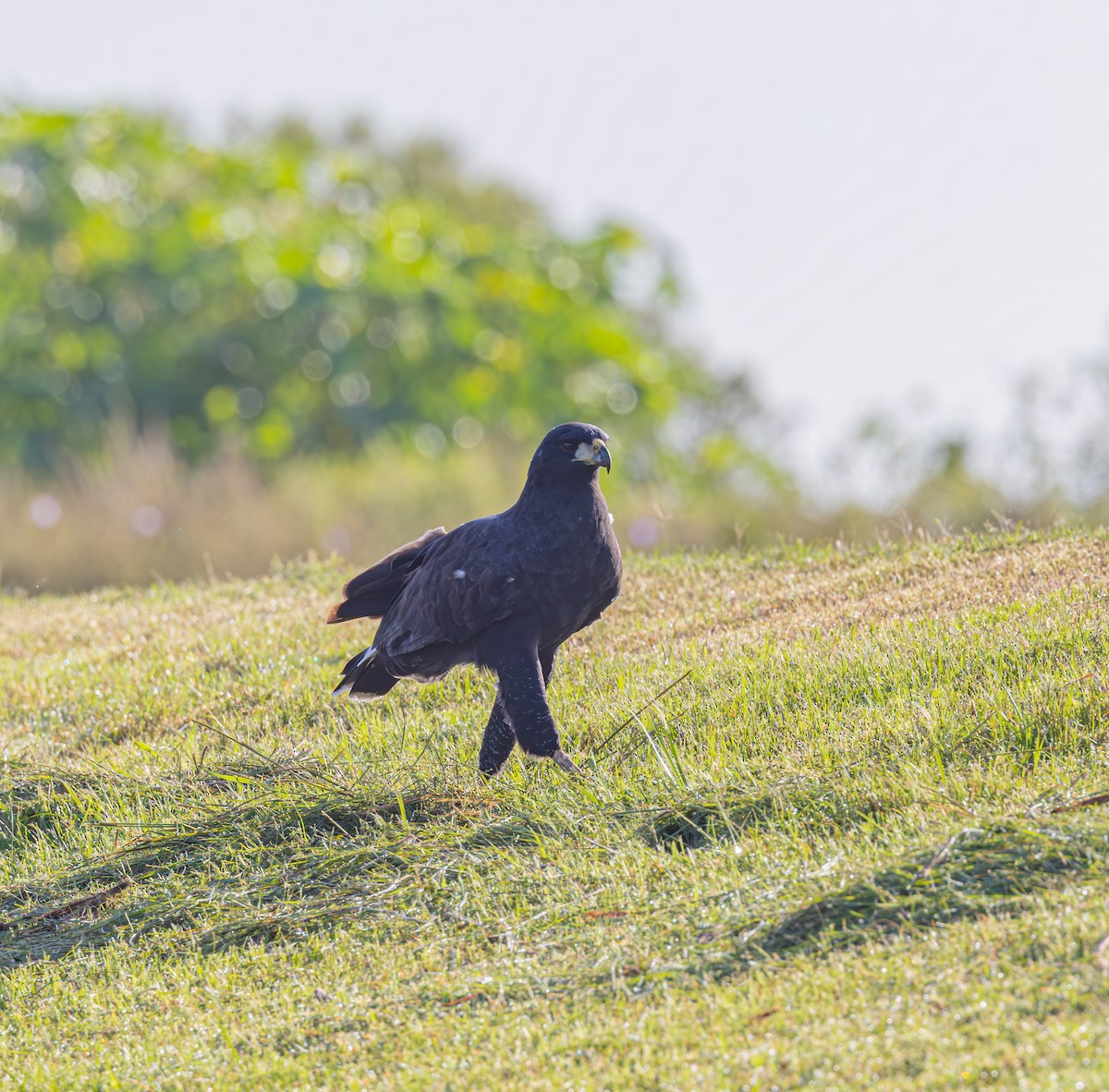 Great Black Hawk - ML611766755