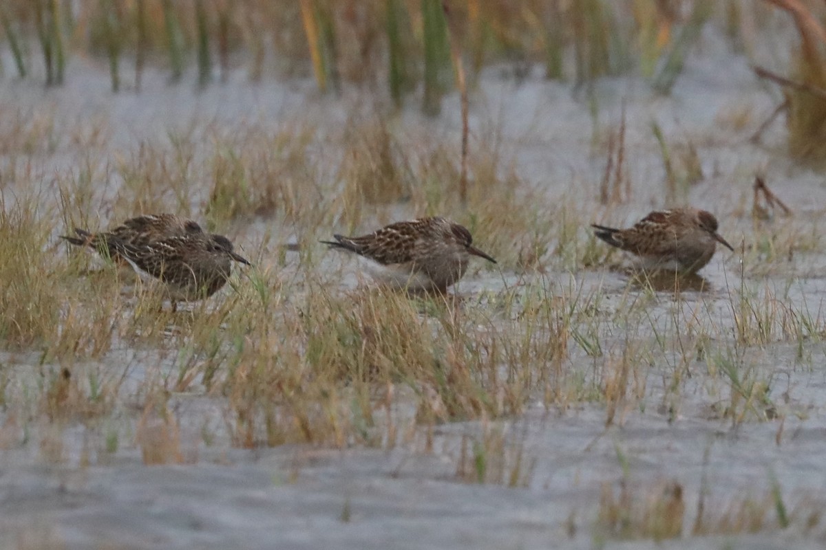 Pectoral Sandpiper - ML611766773