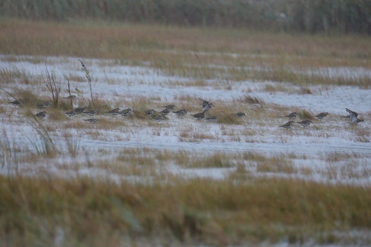 Pectoral Sandpiper - ML611766775