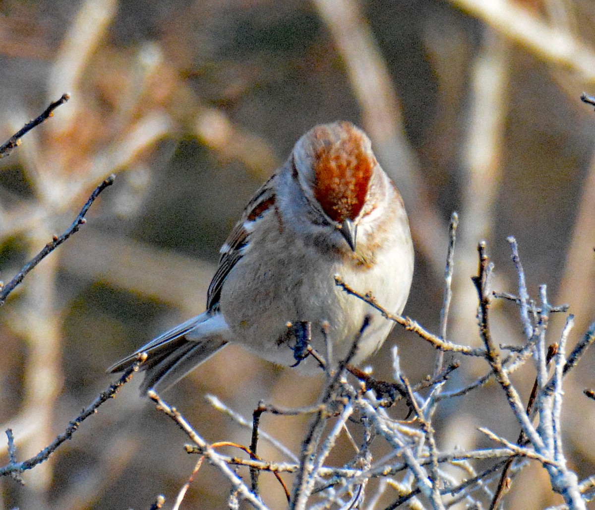 American Tree Sparrow - ML611766813
