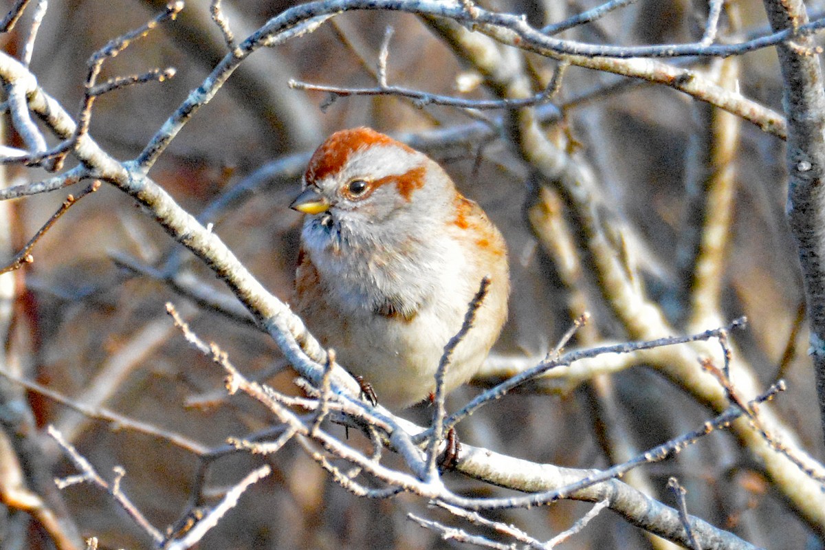 American Tree Sparrow - ML611766817