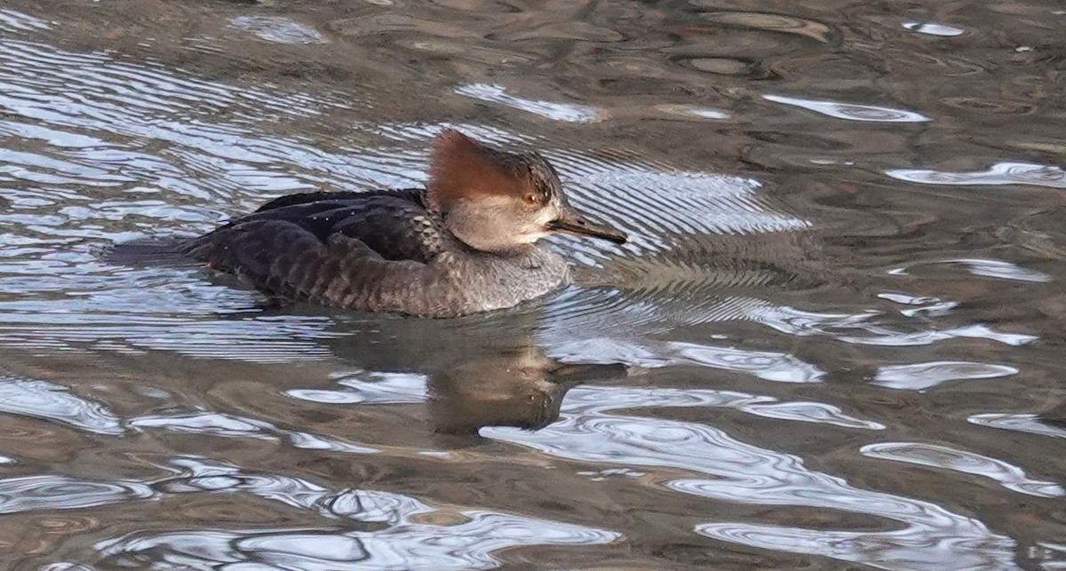 Hooded Merganser - ML611766855