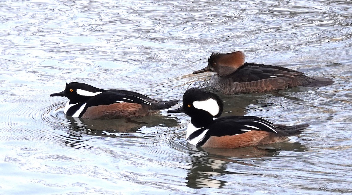 Hooded Merganser - ML611766857