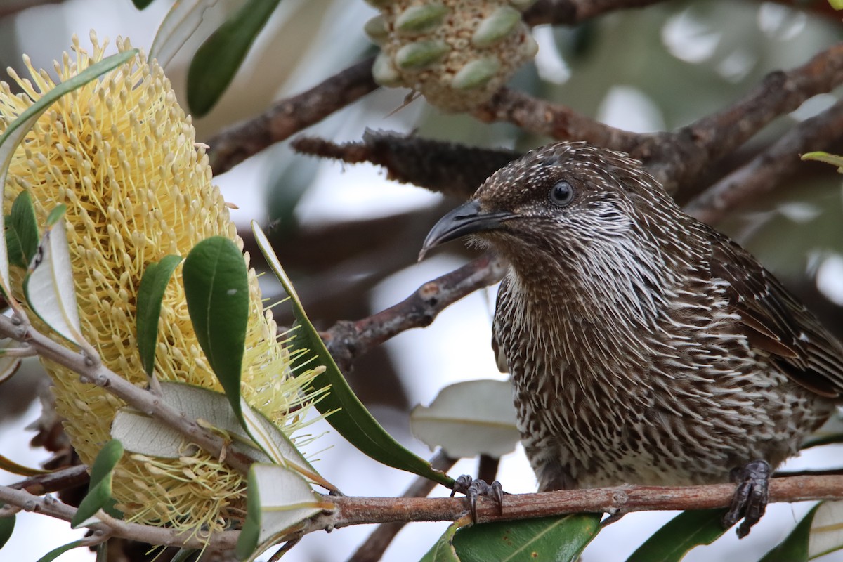 Little Wattlebird - ML611766886