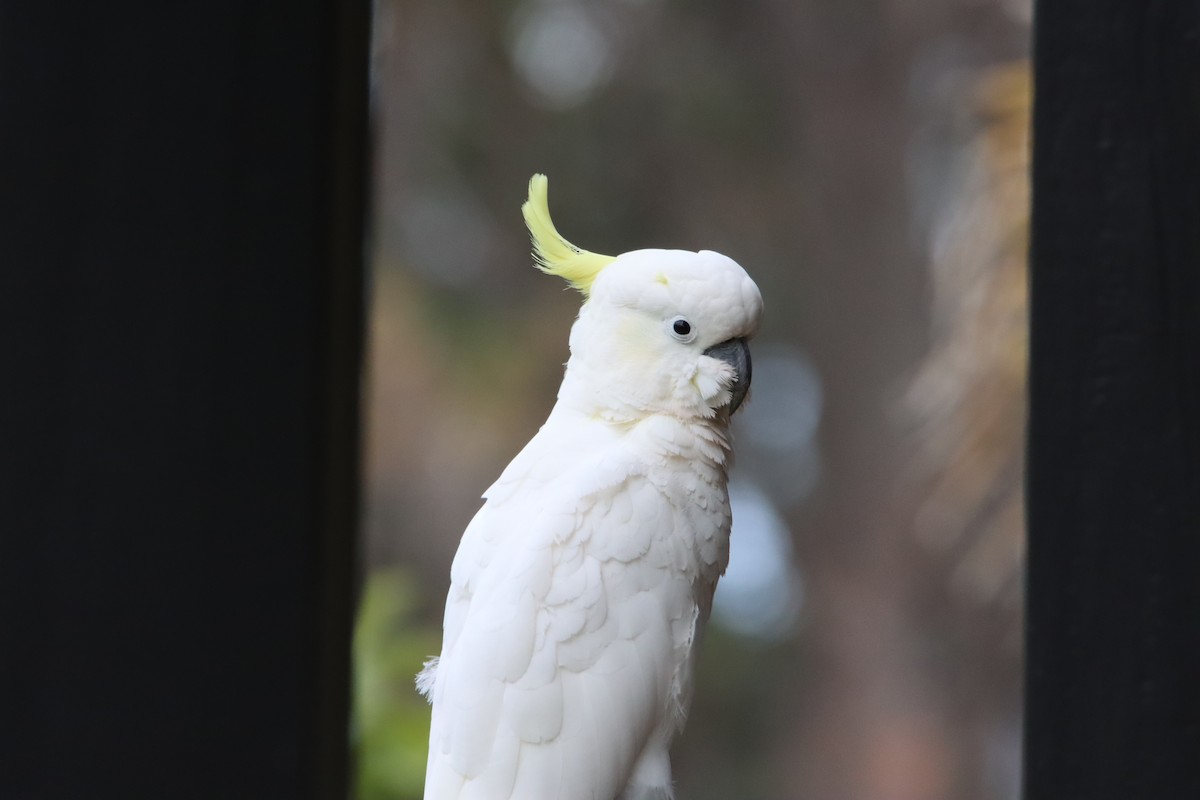 Sulphur-crested Cockatoo - ML611766892