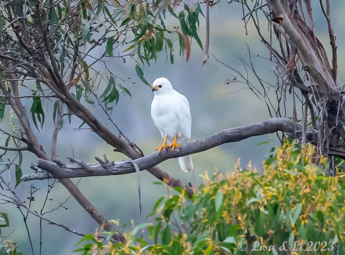 Gray Goshawk - ML611766926