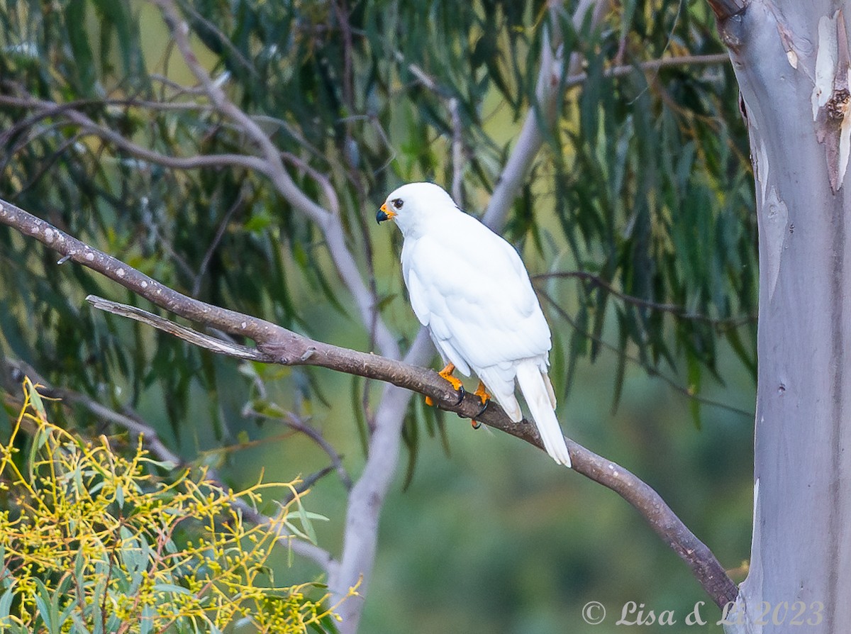 Gray Goshawk - ML611766927