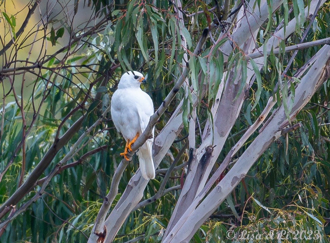 Gray Goshawk - ML611766928