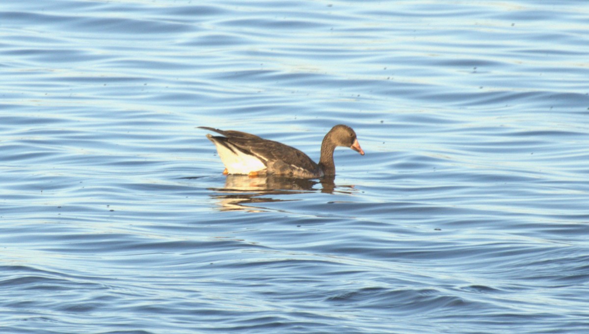 Greater White-fronted Goose - ML611766995