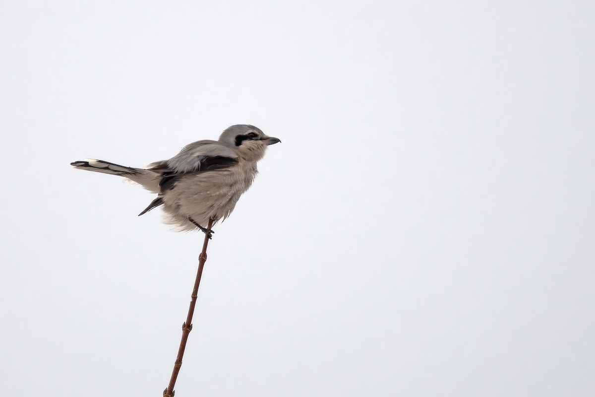 Northern Shrike - ML611767036